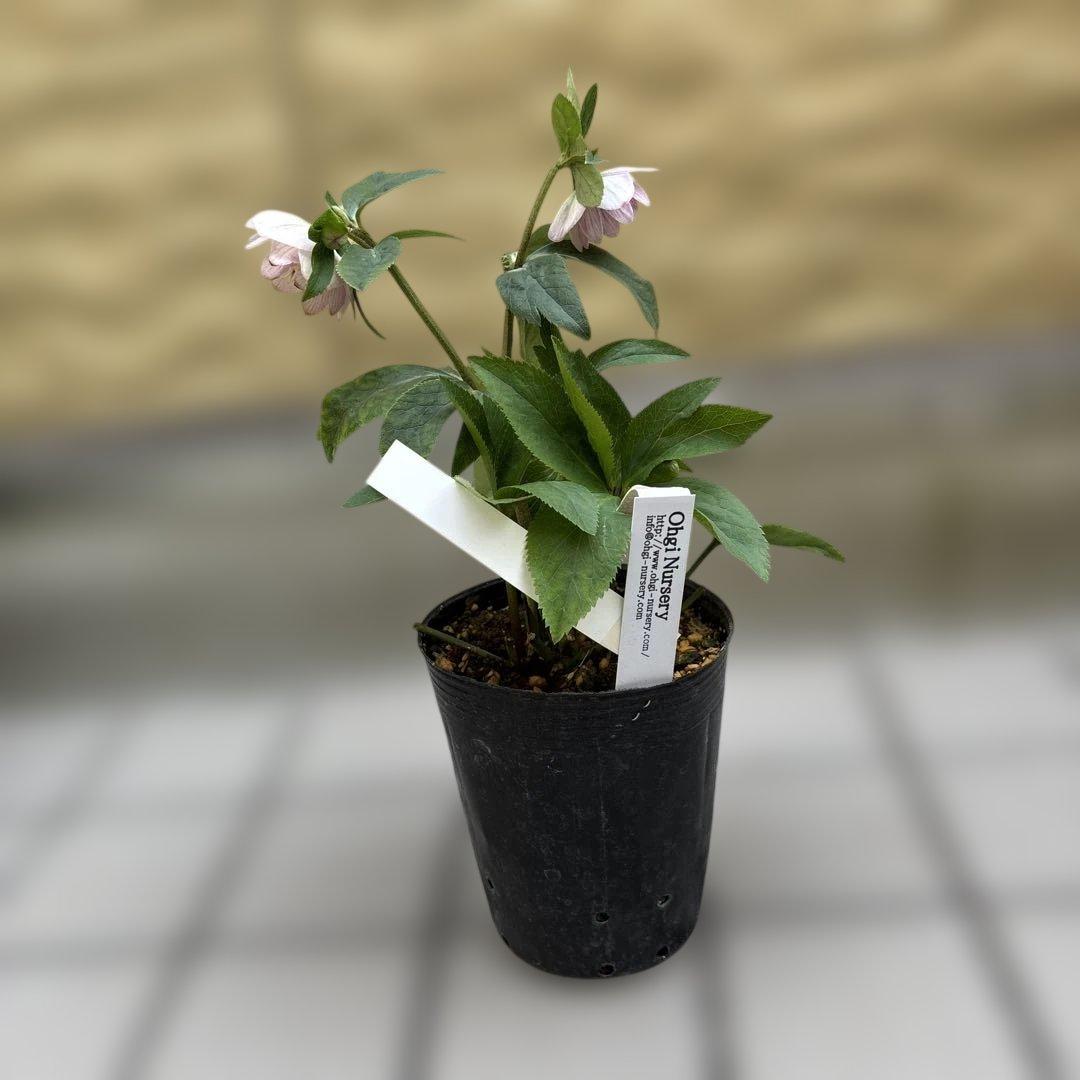 いろは交配 dd 大木ナーサリー クリスマスローズ タグ付き 現品 開花株