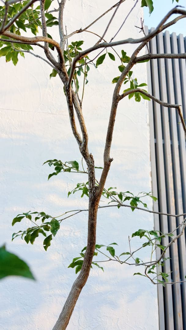 超逸品。山採りアセビ2.5M(鉢底から)品番A - メルカリ