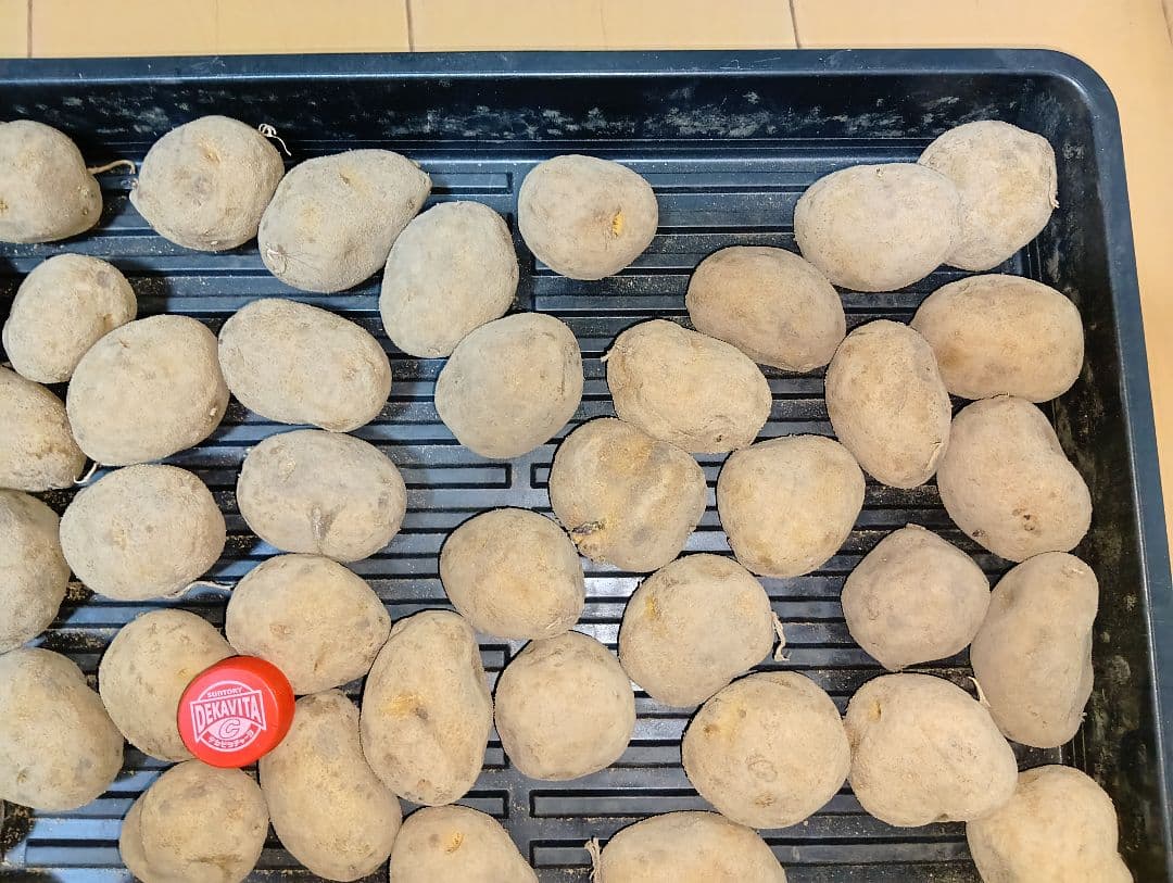 10kg m206 インカのめざめ 種芋 - メルカリ