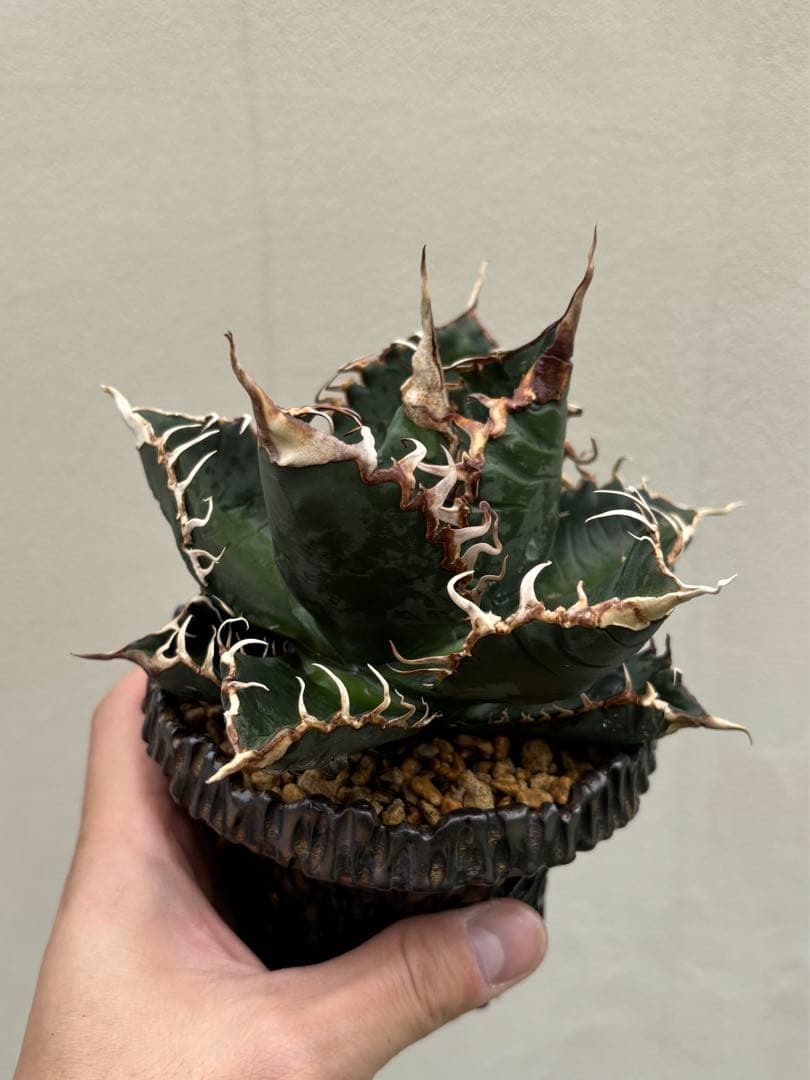 明日出品終了】 アガベ チタノタ 悪魔くん スーパーチタノタ BAKEMONO