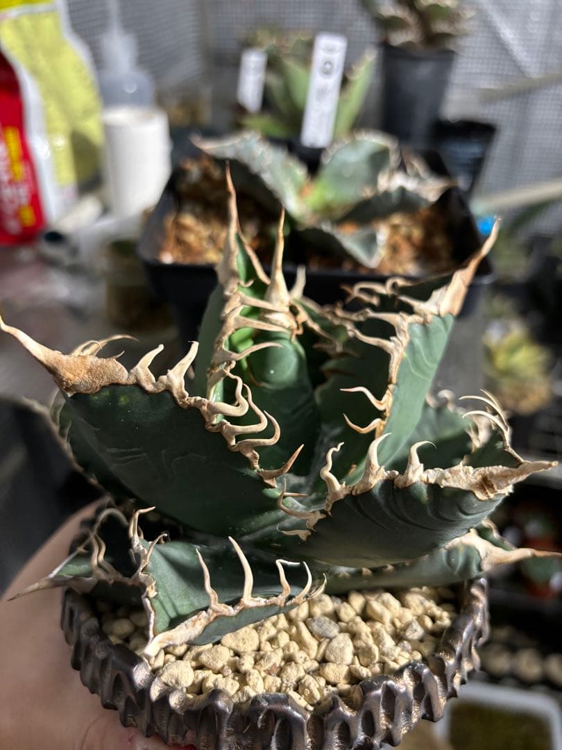 明日出品終了】 アガベ チタノタ 悪魔くん スーパーチタノタ BAKEMONO