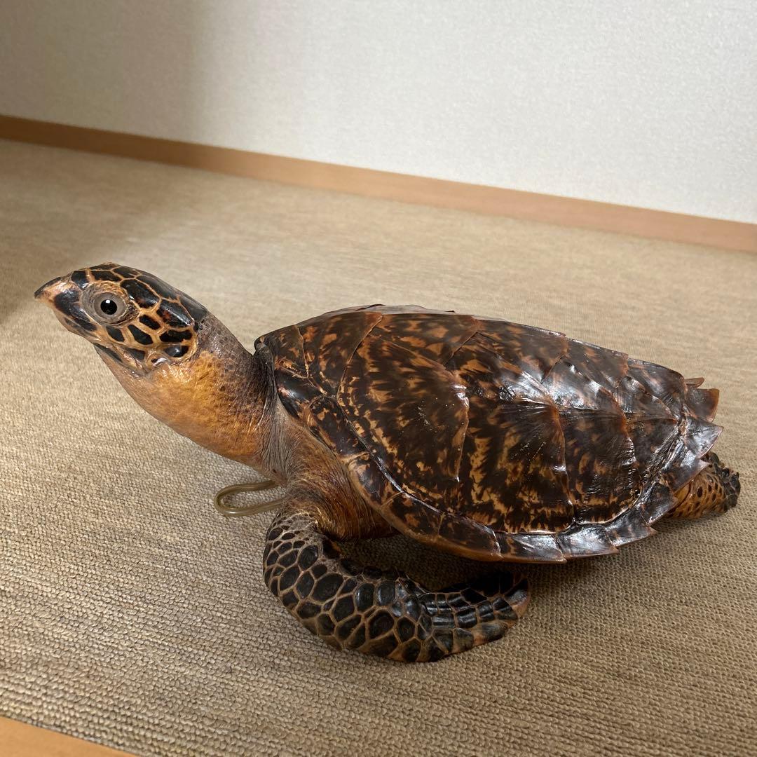 ウミガメ タイマイの剥製 国際希少野生動植物登録票有り - メルカリ