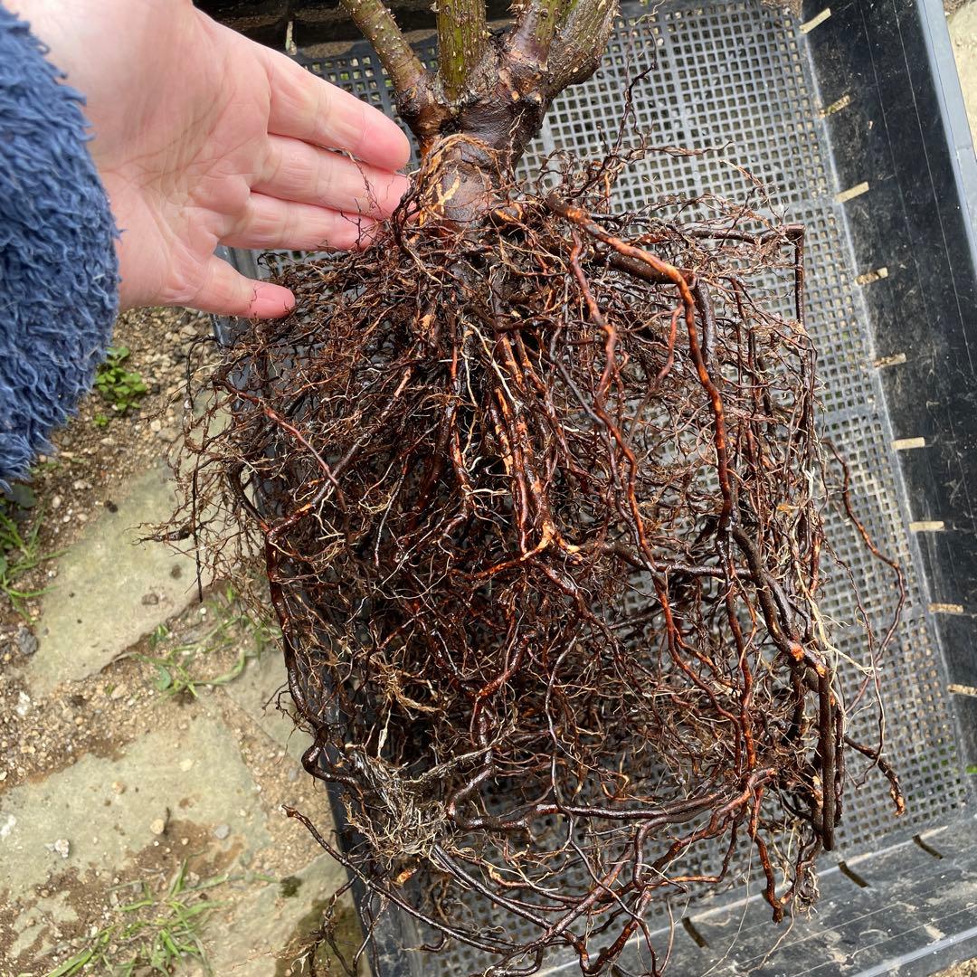 1.29癌腫無し 即購入可能】【ザスクワイヤー】廃盤ERイングリッシュ