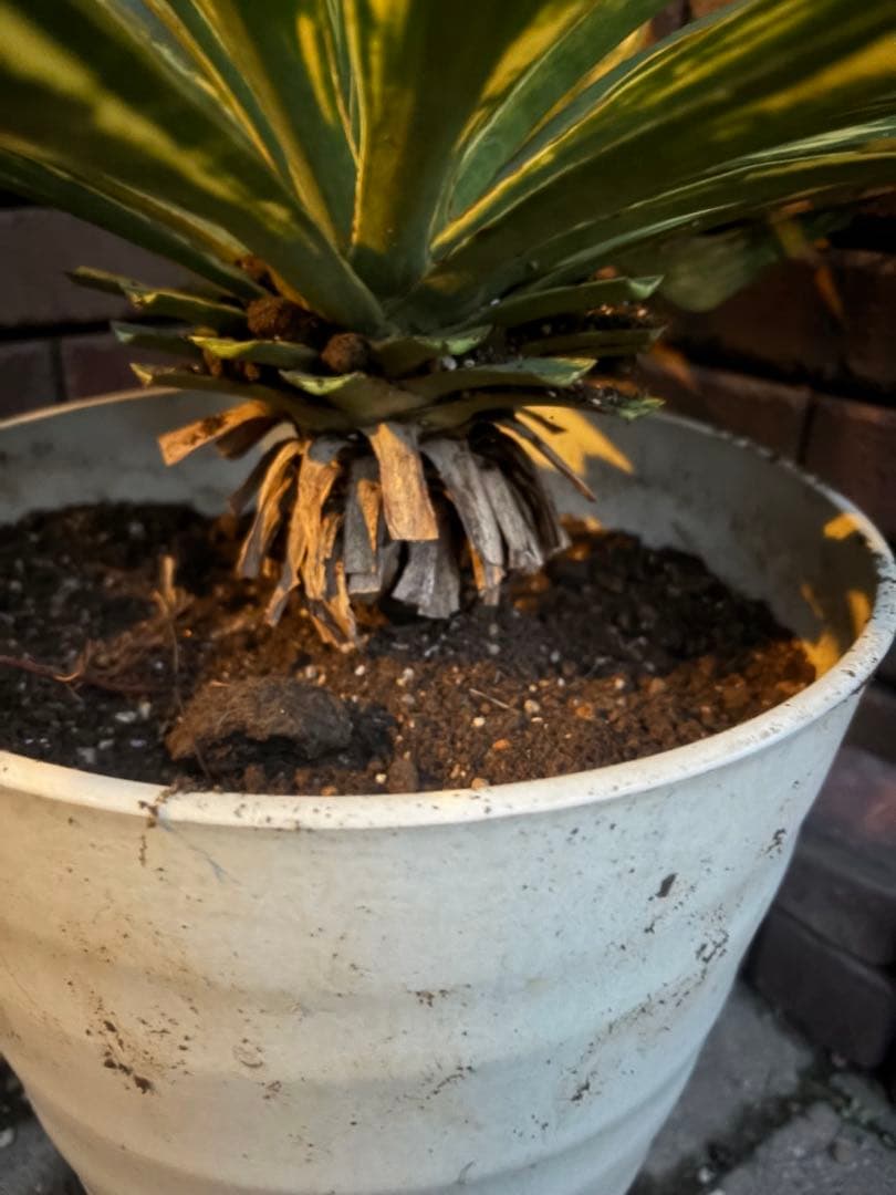 ユッカ グロリオサ 散り斑 い - メルカリ