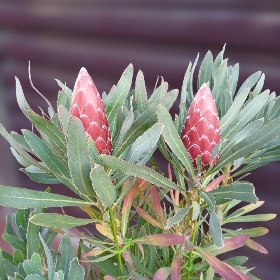 プロテア　ポッサムマジック　7号高さ85ｃｍ　幹太　花蕾2輪