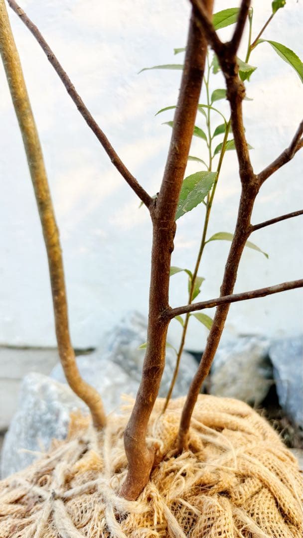 超美形。山採りソヨゴ・ヒサカキ共生株1.4M(鉢底から)