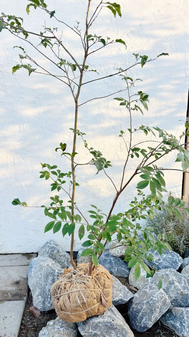 超美形。山採りソヨゴ・ヒサカキ共生株1.4M(鉢底から)