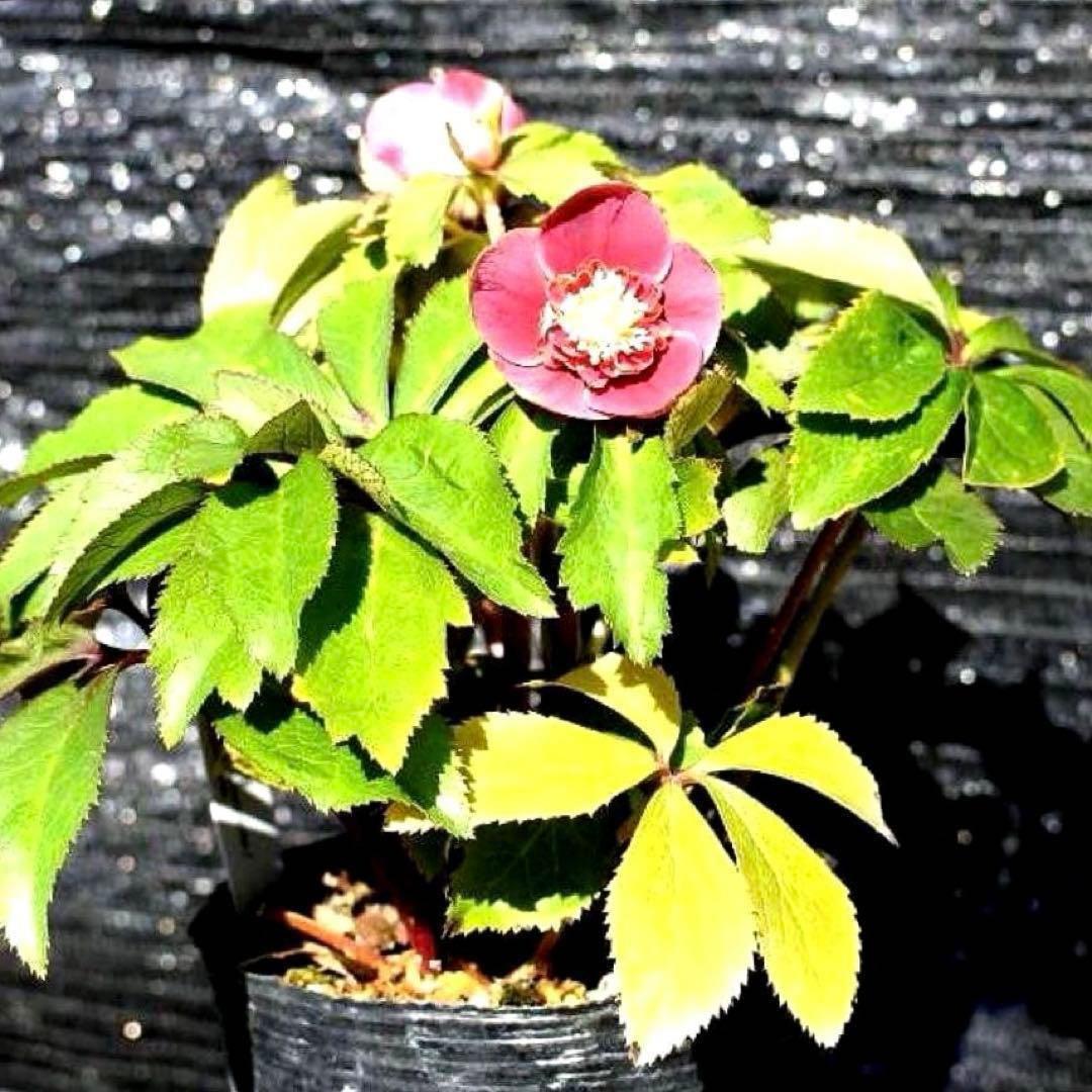 r*o様 3490☘️蕾花付き☘️極上☘️⭐️小輪⭐️ ハートSD⭐️オーレア⭐