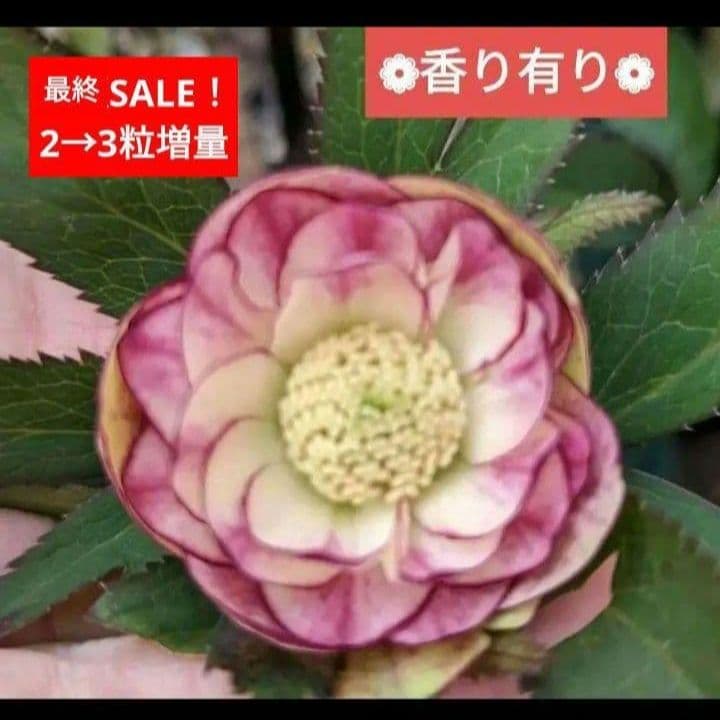 クリスマスローズ 八重 フレグランスぼかしピンク2粒 種 宿根 苗 鉢