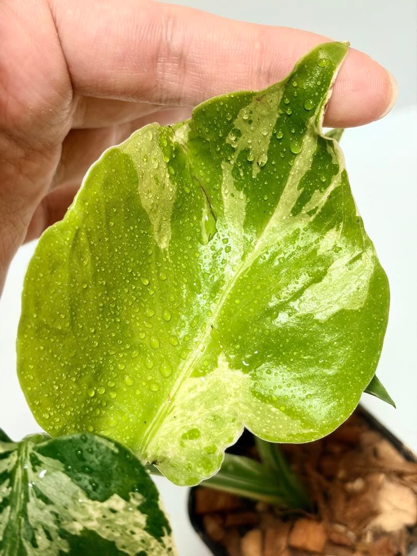 ☆美株☆ モンステラ バルバソー バルバソウル フシギダネ - メルカリ