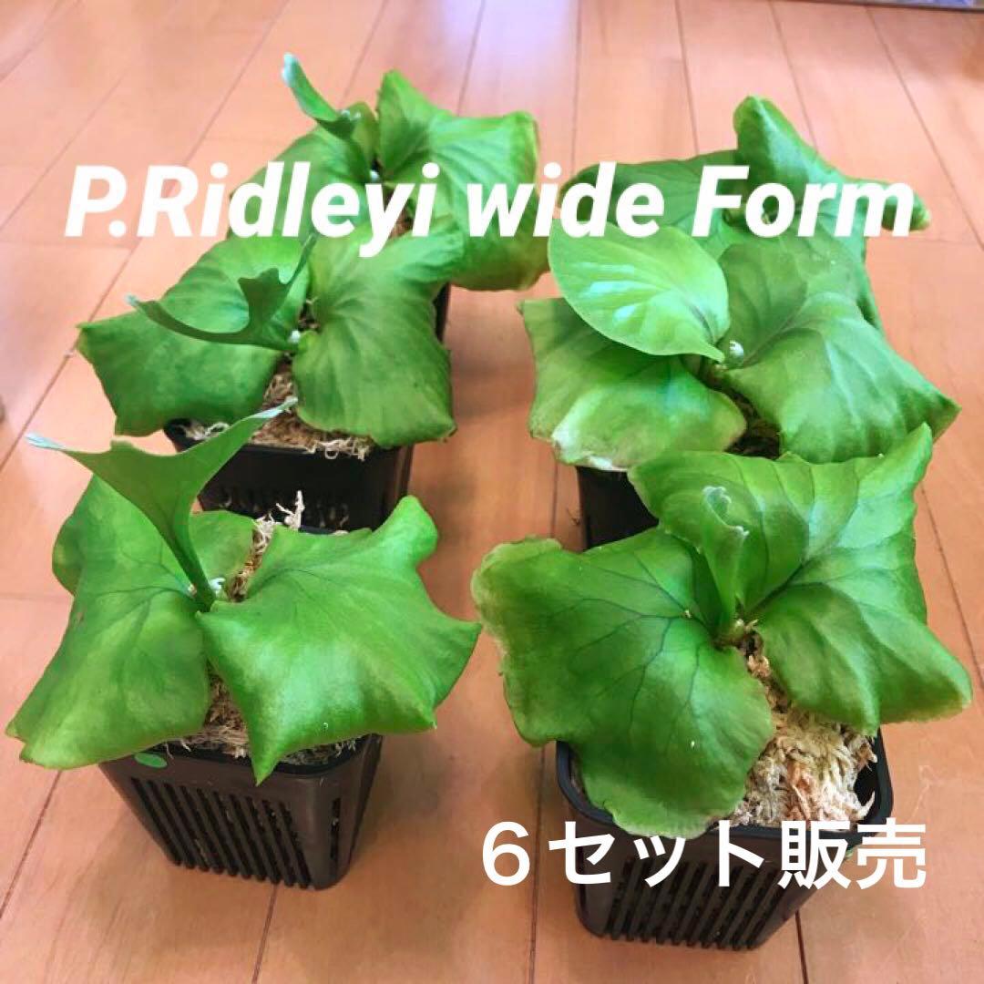 お試し価格！タイ プラクルアン クマントーン コレクション レア