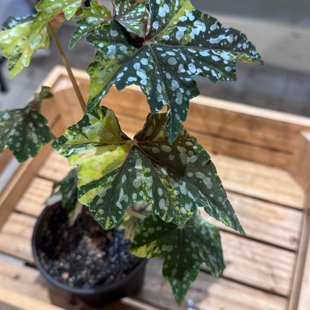 R*9様 10 ベゴニア イズモノキラボシ 斑入り ピンク斑に変化 激激レア