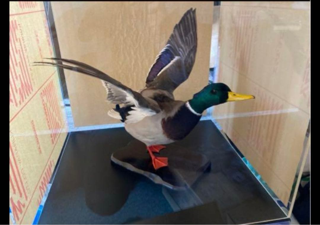 マガモ 剥製 - メルカリ