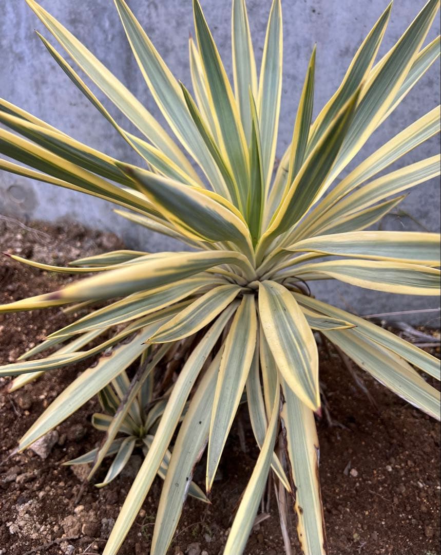 ユッカ ロストラータ 20株セット プレステラ105深鉢