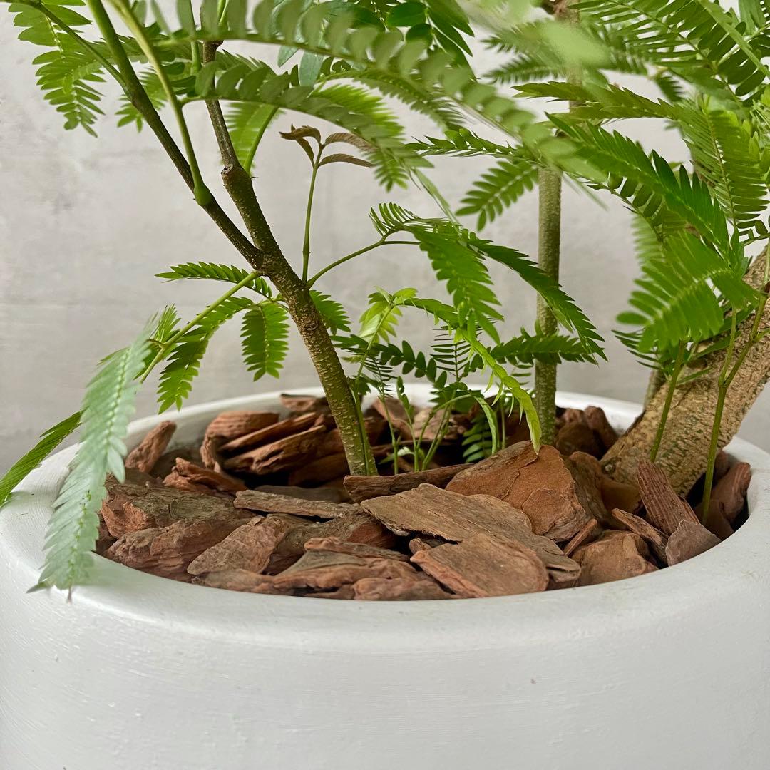 美形 大型 エバーフレッシュ S字仕立て 10号 バルーン陶器鉢 植え込み