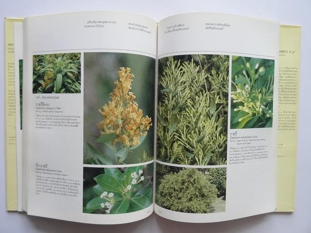 【専用】洋書2冊◆ラーマ9世公園写真集 / パッターニー 画集 作品写真集