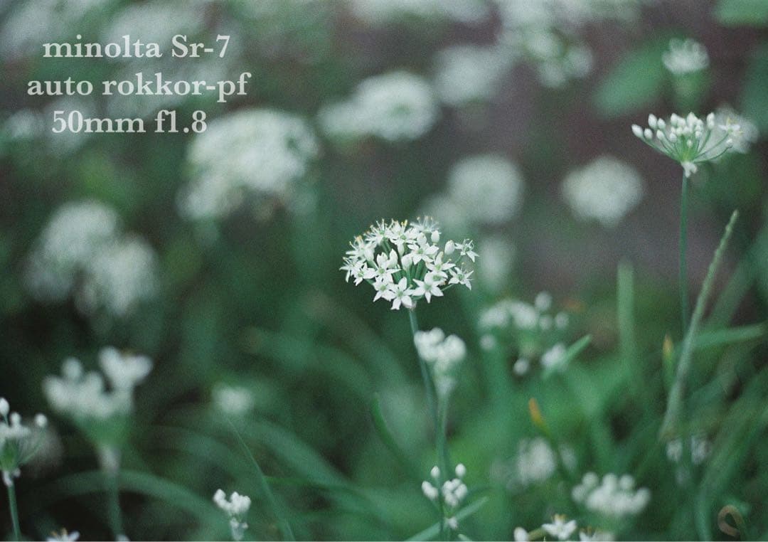 ☆希少美品☆minolta sr-7/緑のロッコールf1.8☆完動品＊初期保証付