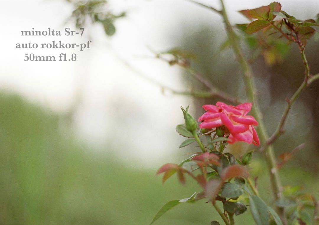 ☆希少美品☆minolta sr-7/緑のロッコールf1.8☆完動品＊初期保証付