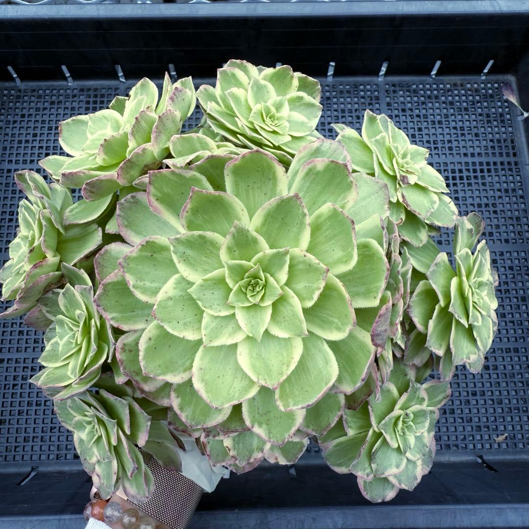 新入荷 レア新品種 アエオニウム 水蜜桃 錦 (超大品) 法師錦 - メルカリ