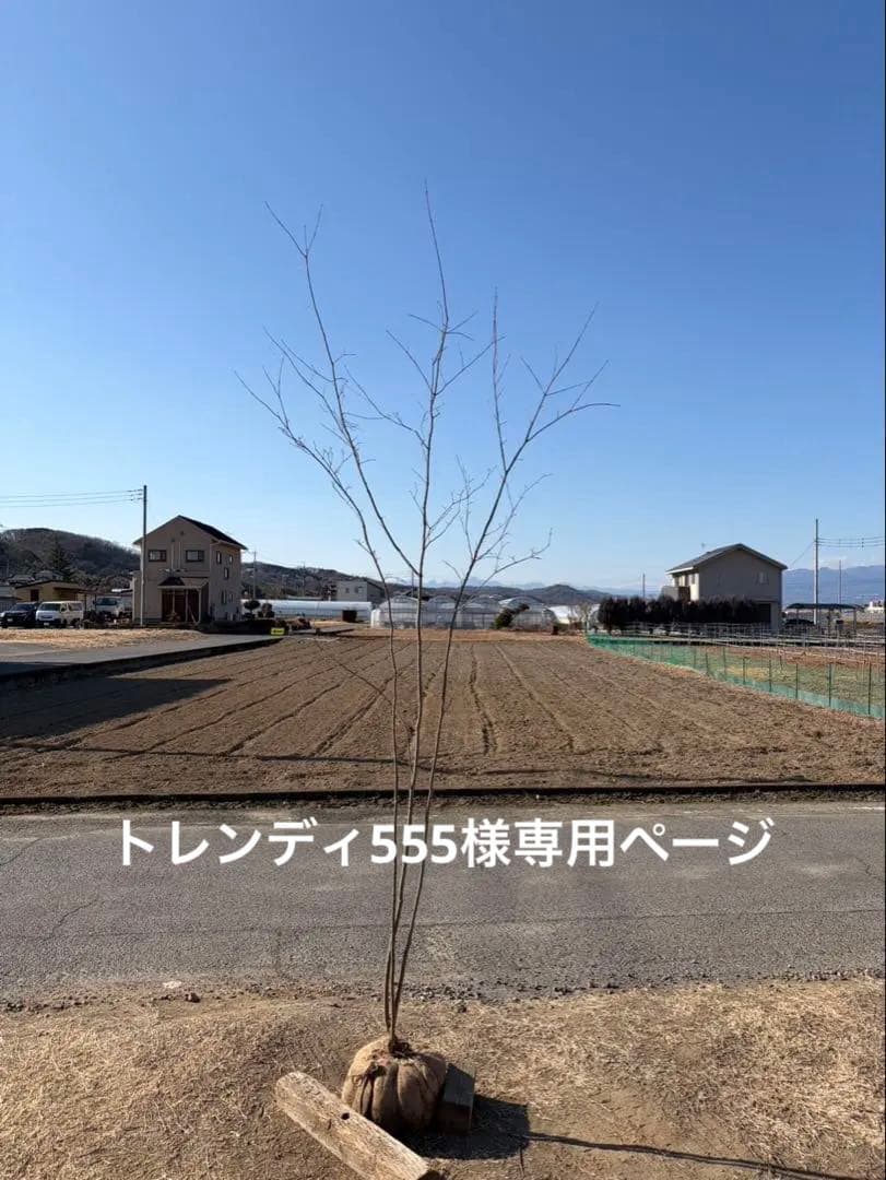 山採り コハウチワカエデ 自然樹形 楽天市場】【現品】山採り【コハウチワカエデ】小羽団扇楓 株立ち 自然