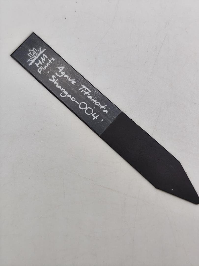 07 Shangao-004（バトルウルフ）（アガベ チタノタ） - メルカリ