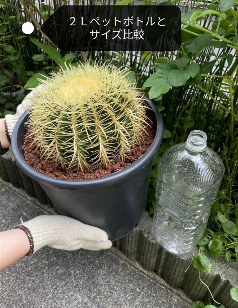 ｔ金鯱 サボテン キンシャチ 8号 ロックガーデン 逸品 エキノカクタス 金鯱 サボテン キンシャチ 8号 ロックガーデン 逸品 観葉植物 エキノ