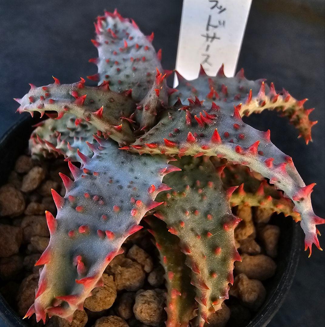 ロウルサンコさんラベル付き☆多肉植物 アロエ ブラッドサースティー 2026年最新】ロウルサンコ アロエの人気アイテム - メルカリ