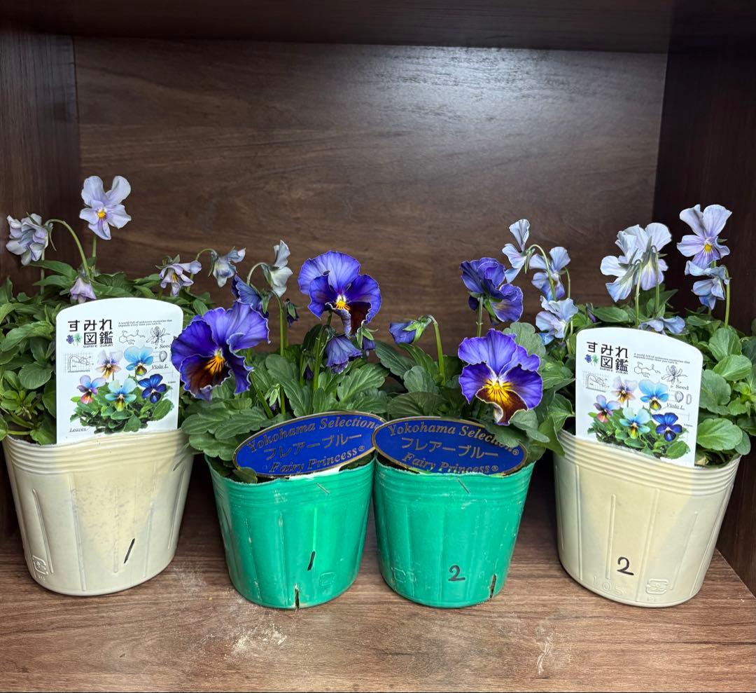 希少品種】ビオラ・すみれ図鑑2ポット①② フレアブルー2ポット①②