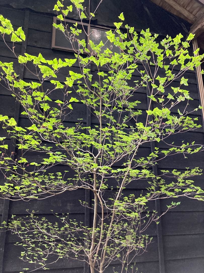 オンライン ショッピング 通販インテリア・住まい・小物 - 20 山採り