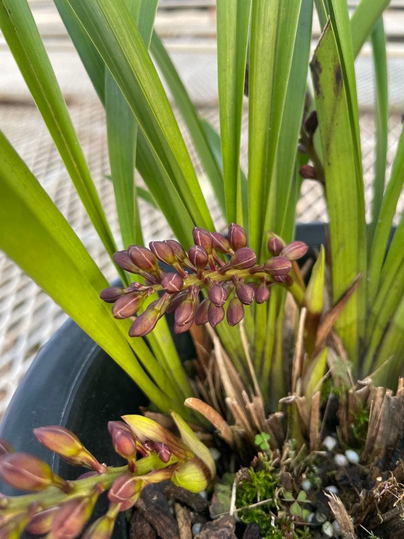 R8年キンリョウヘン花芽10本#3 - メルカリ