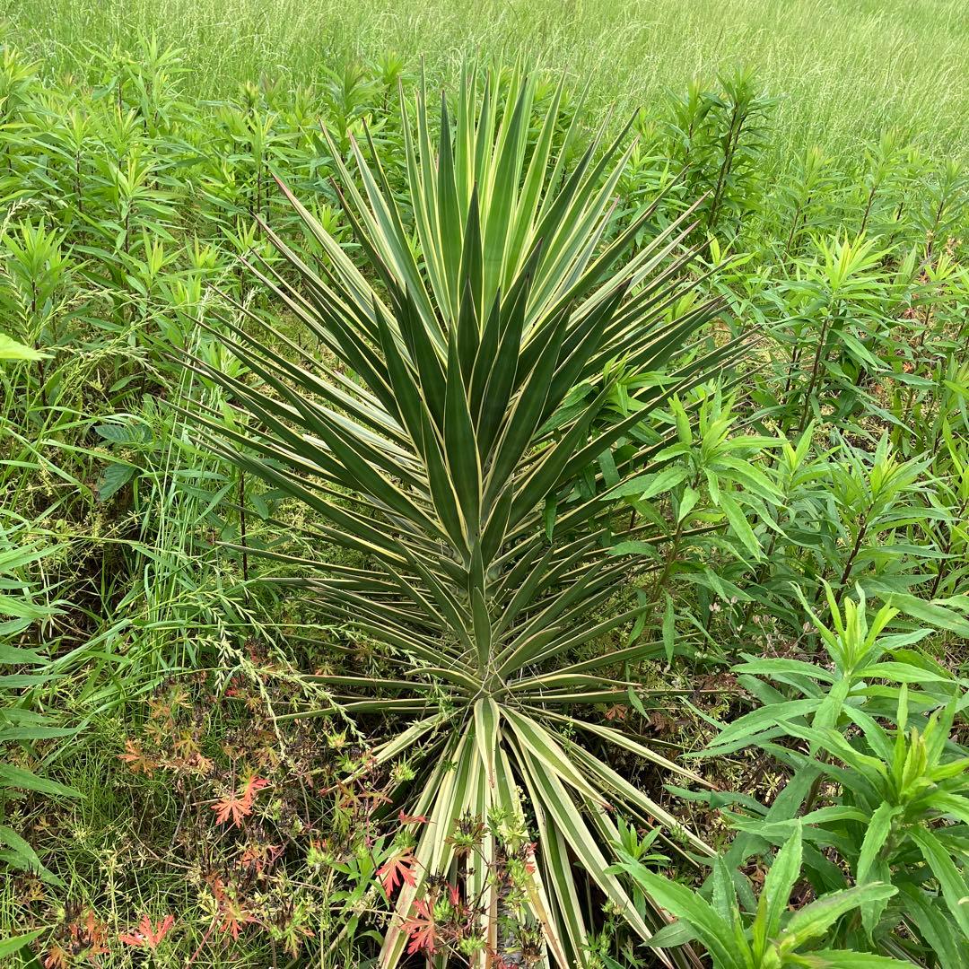 JP様 リクエスト 2点 まとめ商品の通販はau PAY マーケット - 輸入雑貨