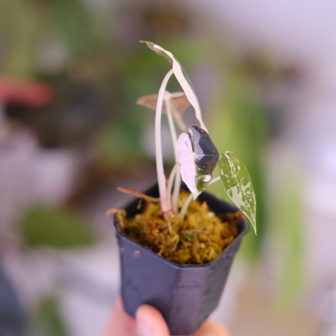 Alocasia Amazonica Polly Pink②｜アロカシア - メルカリ