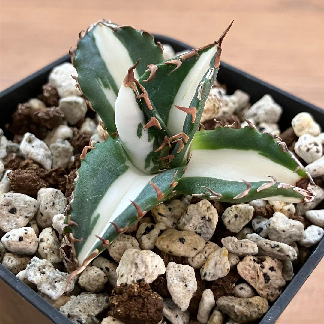 Pinky☆もんちぃ　速達【鉢ごと発送】アガべ　太陽神錦　白中斑　TC