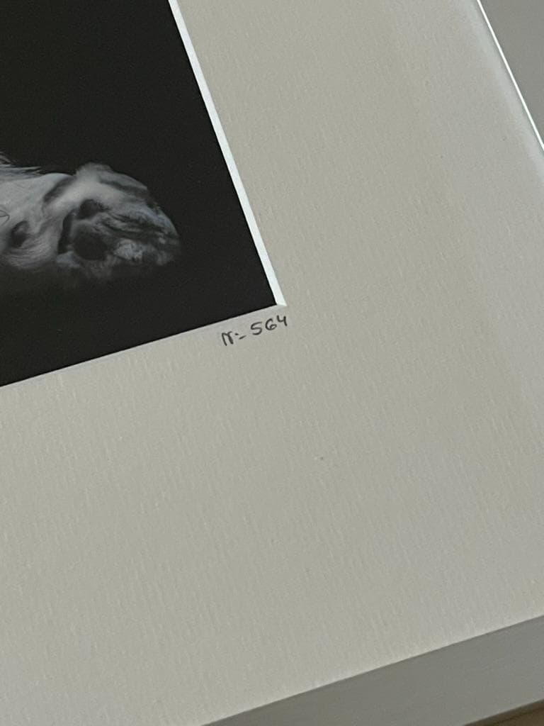 限定】イエローコーナー アート写真 ライオン ペドロ・ハルケ