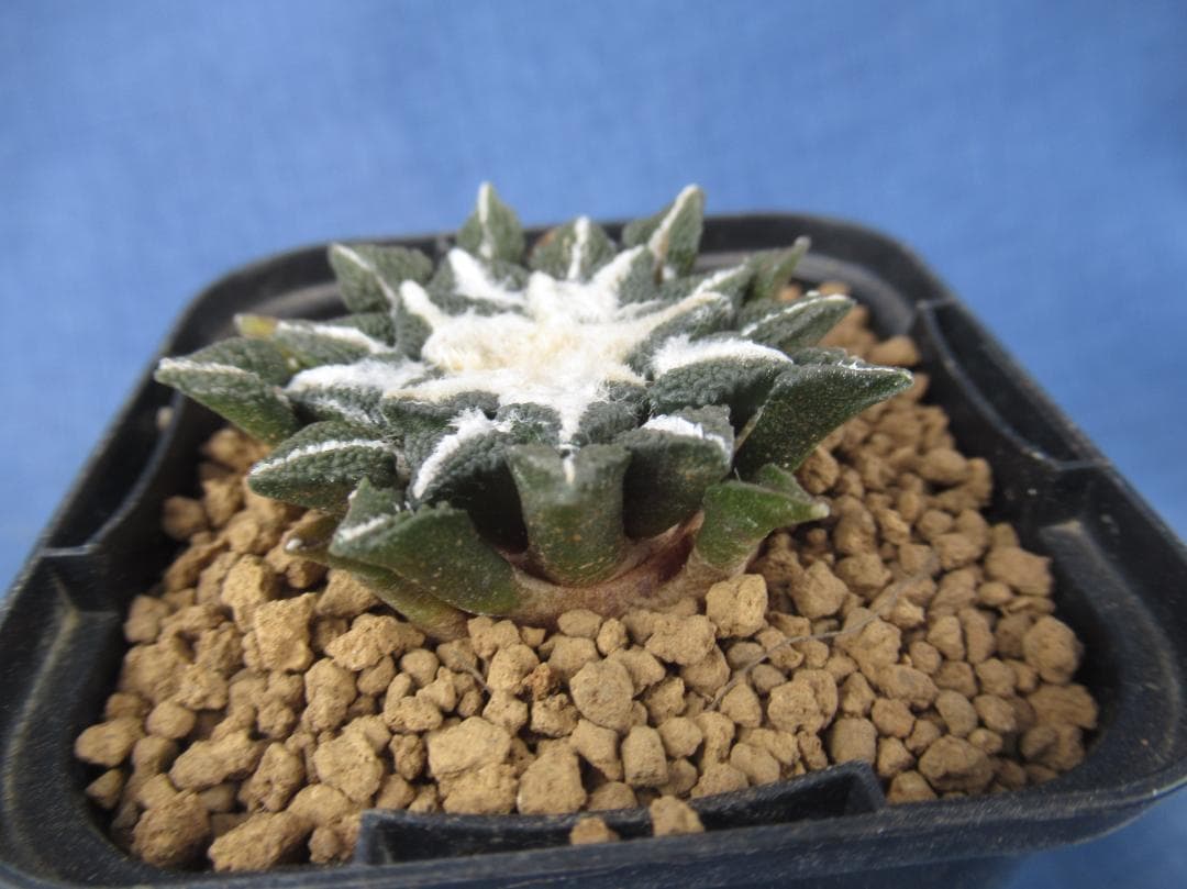 黒牡丹・実生苗 - メルカリ