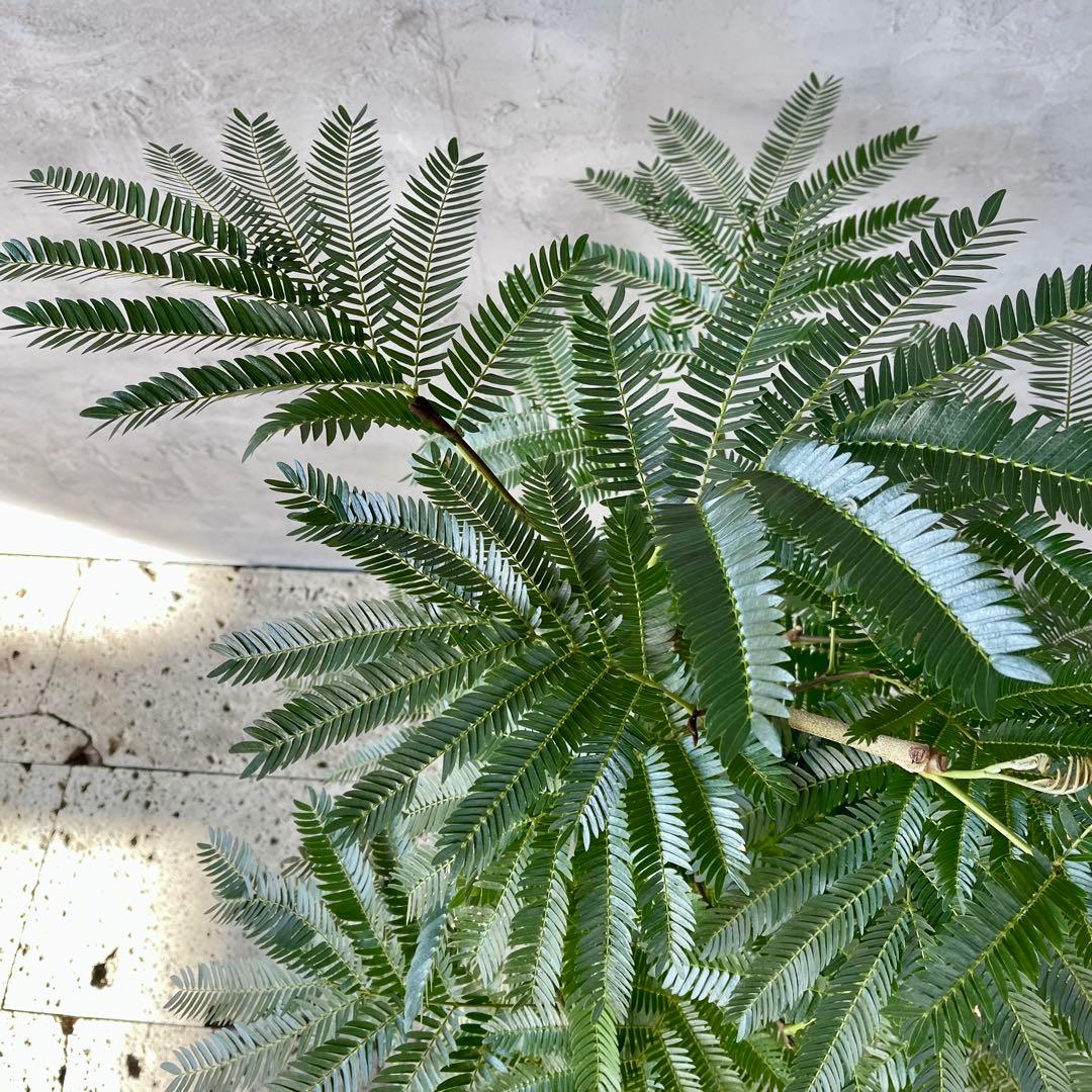 美形 大型 幹極太 エバーフレッシュ 朴仕立て 陶器鉢 植え込み発送