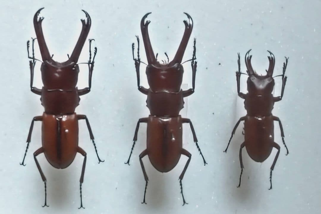 エレガンスクワガタ 標本 楽天市場】昆虫の標本 ツヤクワガタエレガンス Odontolabis elegans