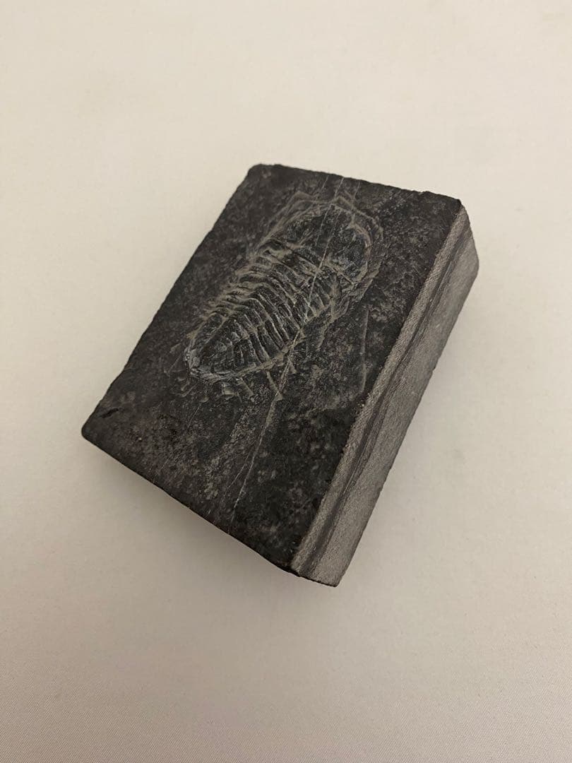 古生代 三葉虫 トリロバイト化石[大形] - メルカリ