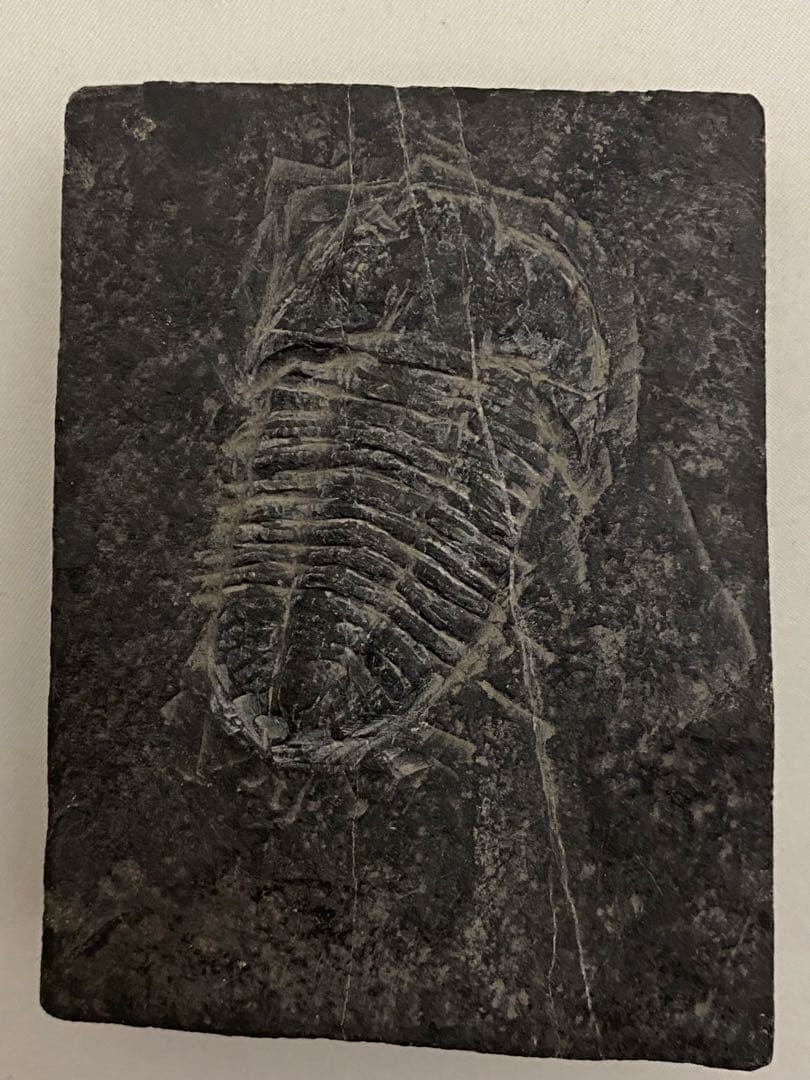 古生代 三葉虫 トリロバイト化石[大形] - メルカリ