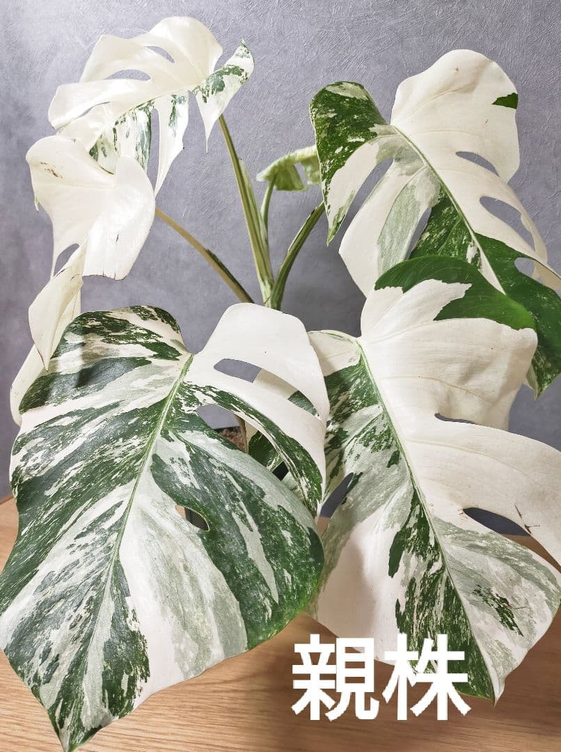 安心の発芽済! 斑入りモンステラ茎 ホワイトタイガー ボルシギアナ D