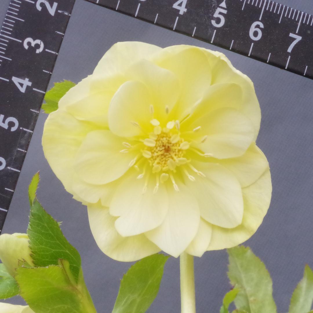 専用 7578 認定！かぐや姫 クリスマスローズ開花 加藤農園 - メルカリ