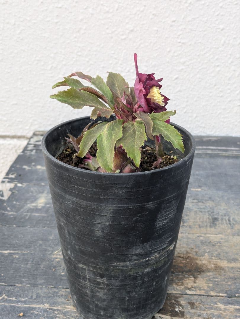 広瀬園芸 クリスマスローズ 多弁ダブル 【ベルベットレッド】 極美個体