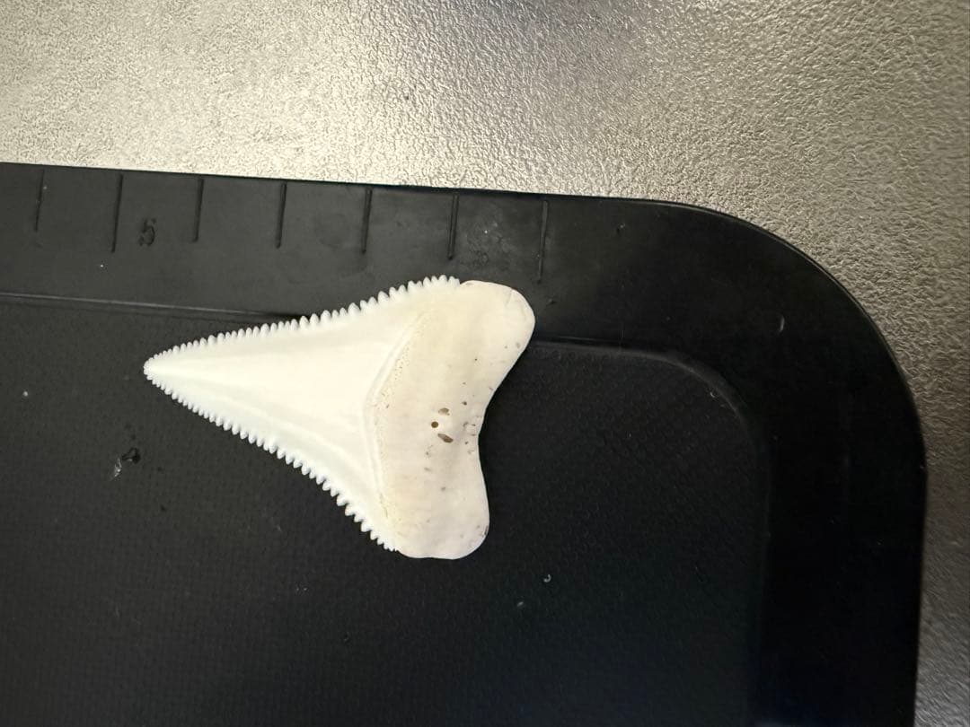 緑さん専用 クリケット人工芝UVドット付 1m当り 巾約2m 10cm当たり | ジョイフル