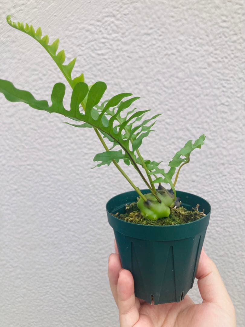 美麗発色】レカノプテリス イエローチップ - メルカリ