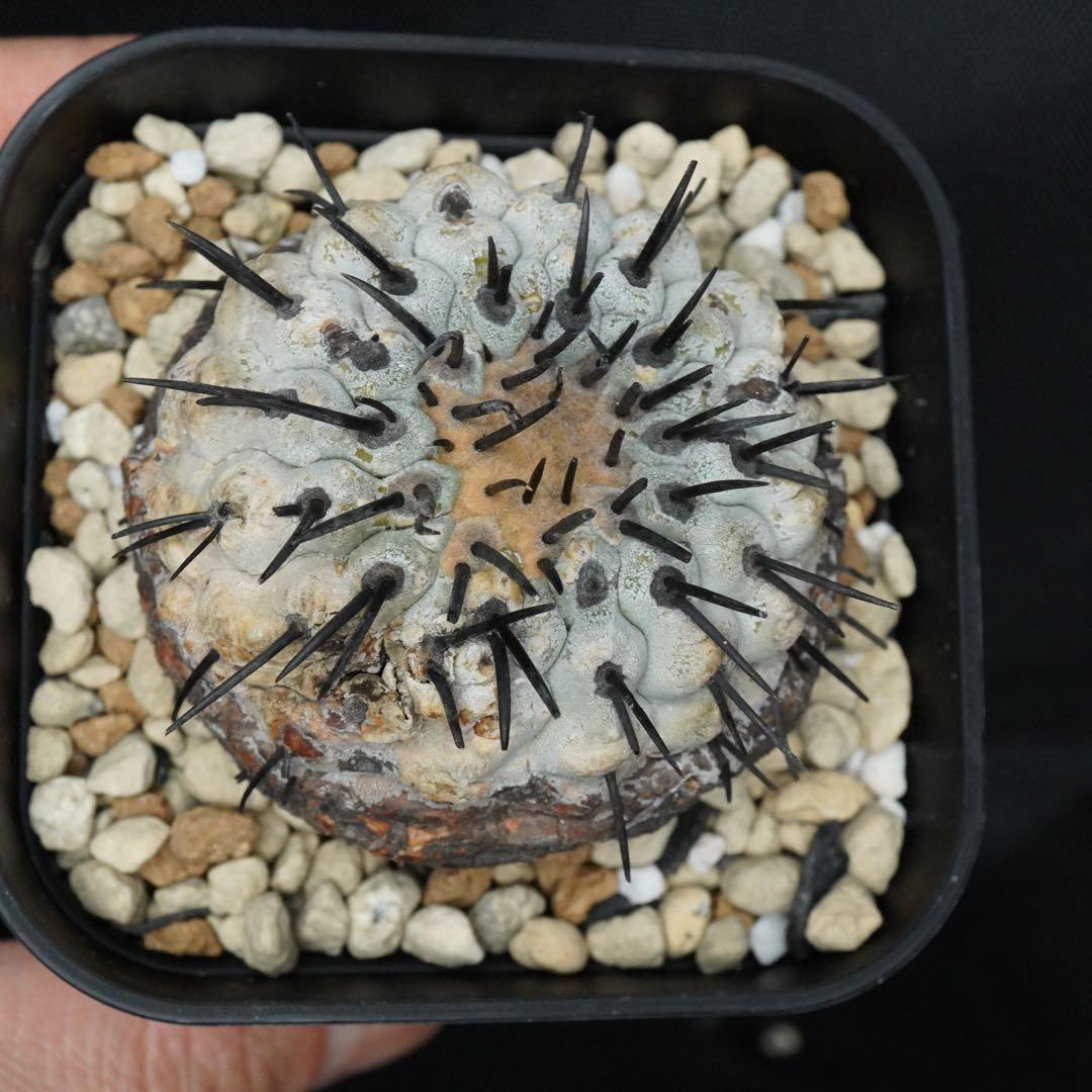 104 発根済み 孤竜丸 コピアポア コルムナアルバ copiapoa - メルカリ