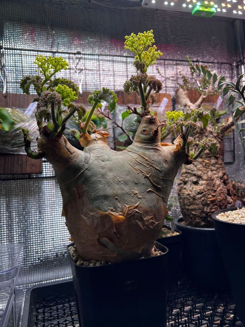 masa ひ　　キフォステンマ　ウター　鉢ごと発送 2026年最新】キフォステンマの人気アイテム - メルカリ