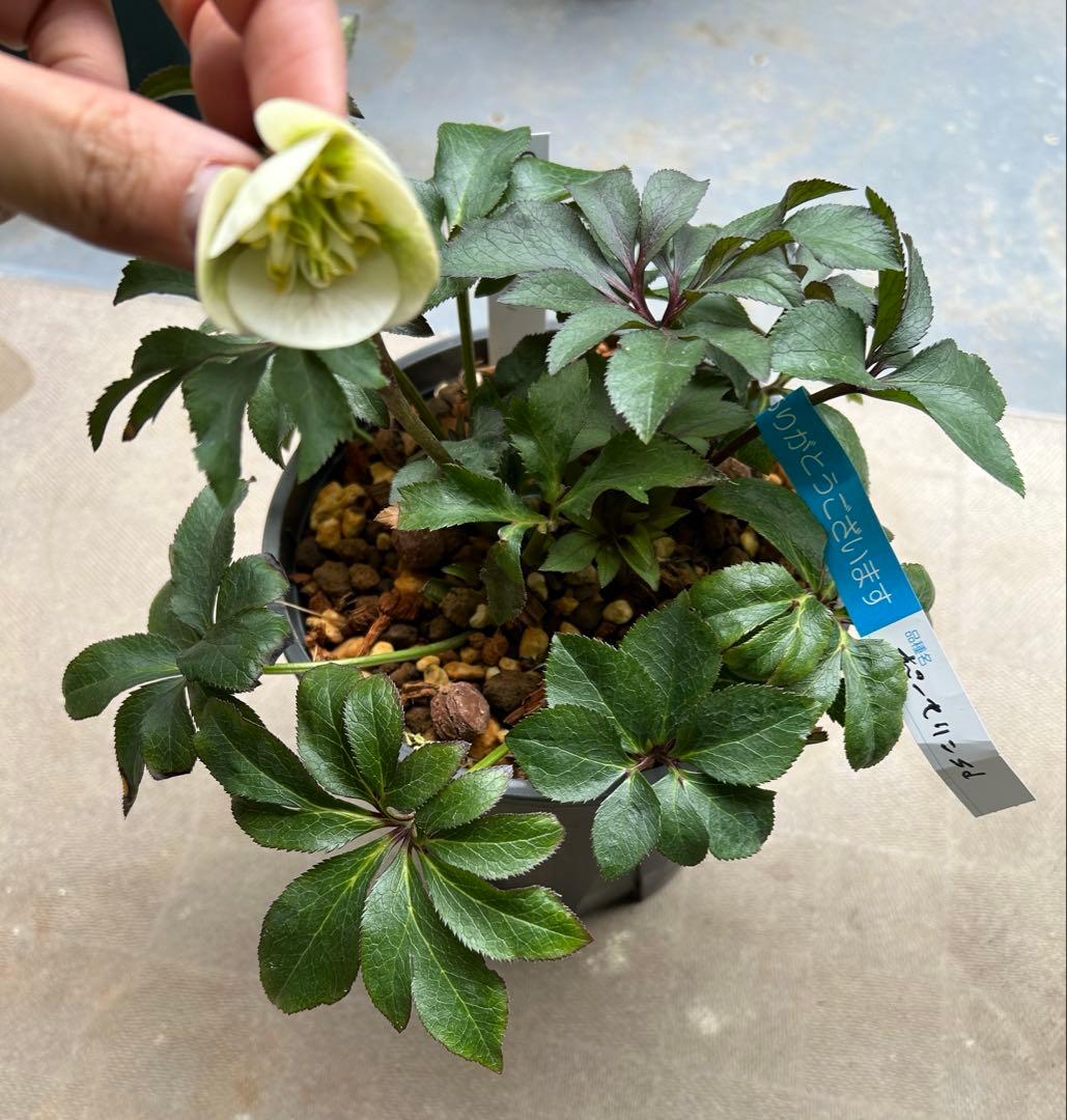 クリスマスローズ 大木ナーサリー ポーセリンsd 株分け - メルカリ