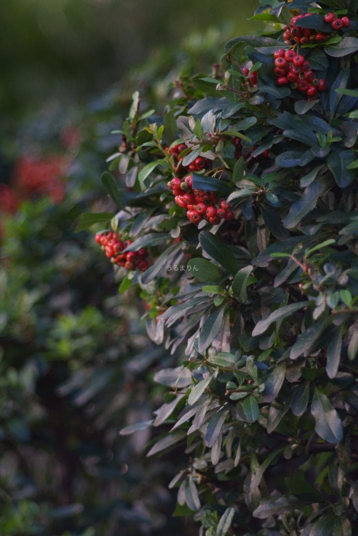 漆黒のシュナイダー！Tele-Xenar 150mm オールドレンズ