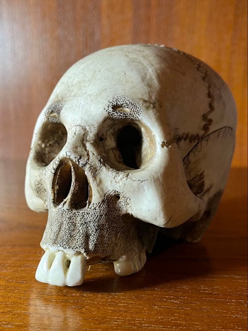 髑髏　骸骨　スカル　野晒し　陶器　昭和　骨董　アンティーク　ビンテージ　中 野晒し 髑髏 根付 鹿角彫り 銘有 ドクロ 和装小物 骸骨 スカル Skull