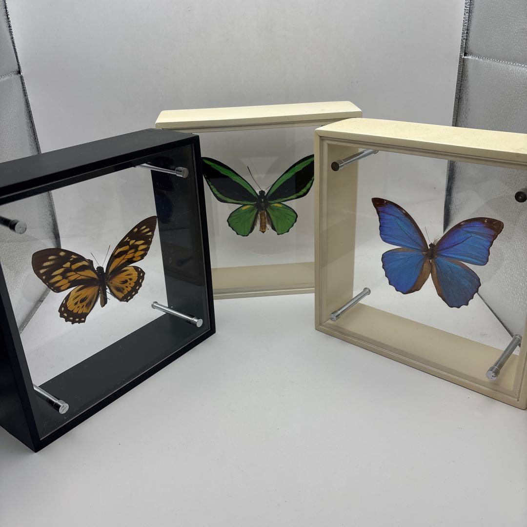 蝶の標本 3点セット Amazon.co.jp: EGEN 12匹の本当の標本の蝶-蝶の標本の芸術品の材料で